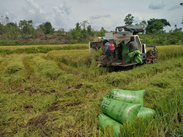 Lúa gạo lứt đen thảo dược tiếp tục mang lại hiệu quả cao